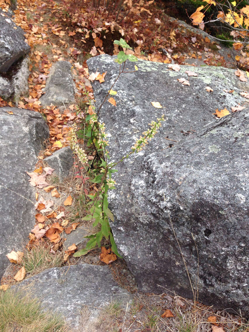 Image of white goldenrod