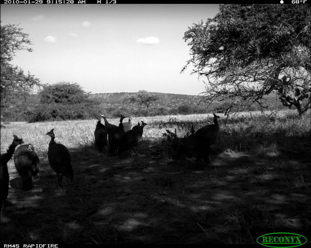 Image of Helmeted Guineafowl