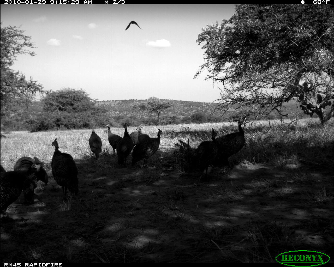 Image of Helmeted Guineafowl