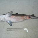 Image of Mandarin dogfish