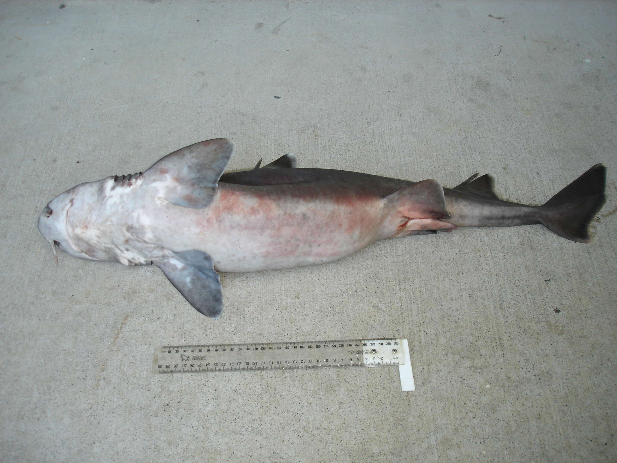 Image of Mandarin dogfish