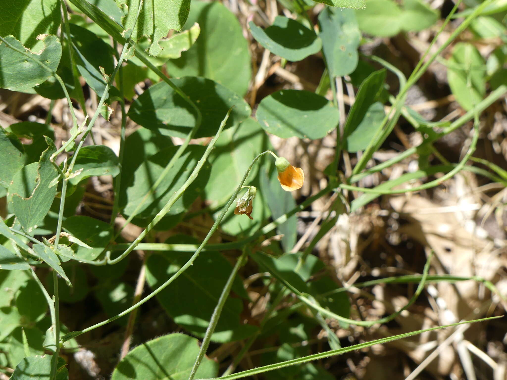 Lathyrus sulphureus A. Gray resmi