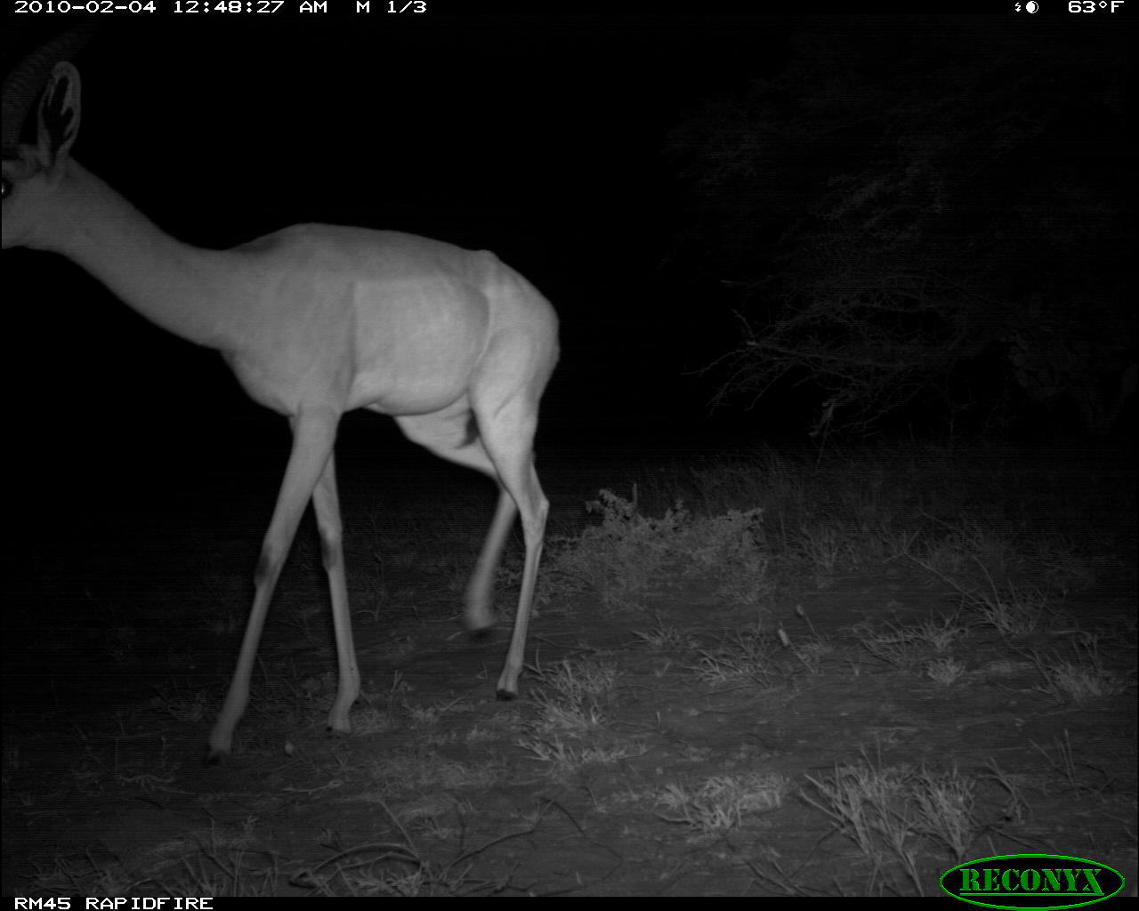 Image of Gerenuk