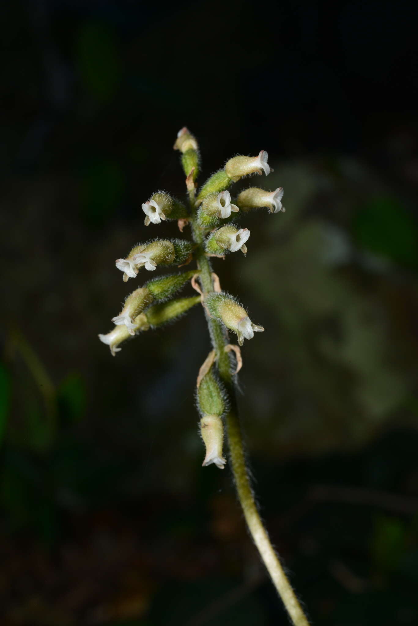 Image of Cheirostylis takeoi (Hayata) Schltr.