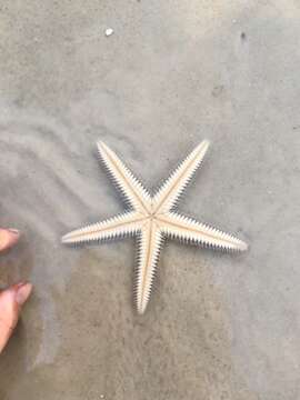 Image of Two-spined sea star