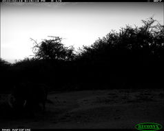 Image of Common Warthog