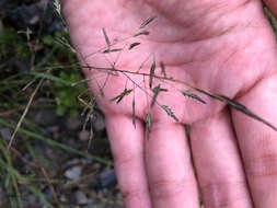 Image of Eragrostis ferruginea (Thunb.) P. Beauv.