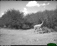 Image of Gerenuk