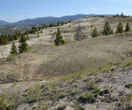 Image of Penland's beardtongue