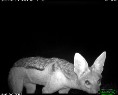 Image of Black-backed Jackal