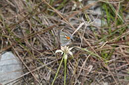 Image of Bartram's hairstreak Butterfly