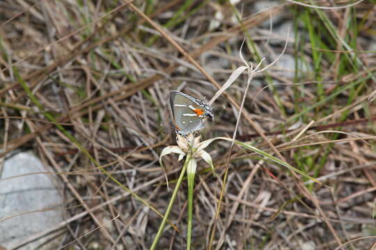 Image of Bartram's hairstreak Butterfly