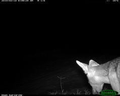 Image of Black-backed Jackal