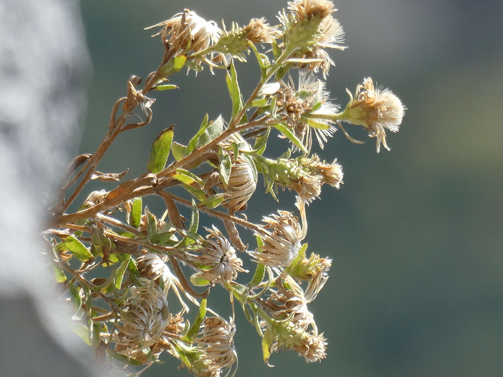 Слика од Chiliadenus glutinosus (L.) Fourr.