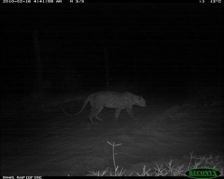 Image of Leopard