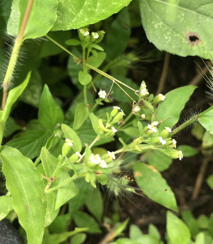 Image de Galeana pratensis (Kunth) Rydb.