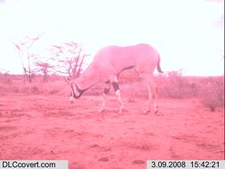 Image of Beisa Oryx