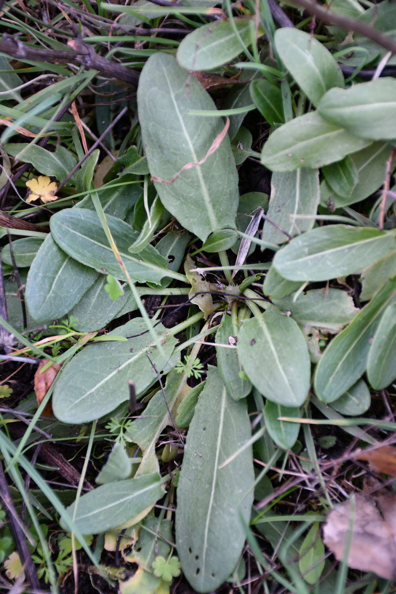 Rumex papillaris Boiss. & Reuter的圖片