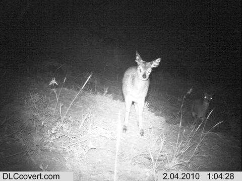 Image of Cape Klipspringer