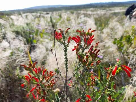 Imagem de Erica chloroloma Lindl.