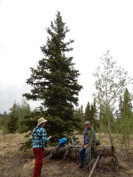 Image of blue spruce