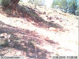 Image of Cape Klipspringer