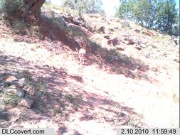 Image of Cape Klipspringer