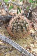 Image of Bailey's Hedgehog Cactus