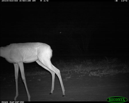 Image of Gerenuk