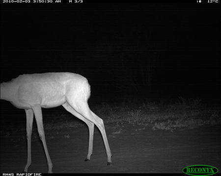 Image of Gerenuk