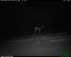 Image of Gerenuk