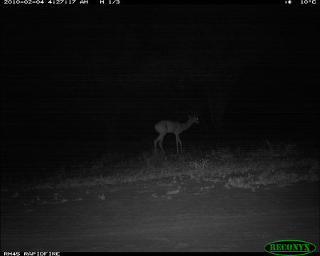 Image of Gerenuk