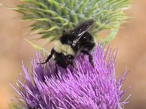 Imagem de Bombus californicus Smith 1854