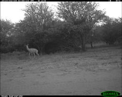 Image of Gerenuk