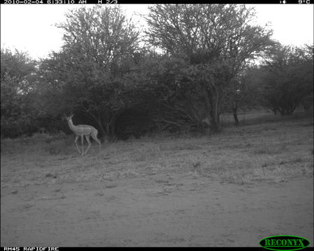 Image of Gerenuk