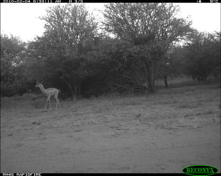 Image of Gerenuk