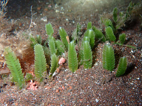 Image of Caulerpa mexicana