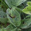 Eriosema populifolium subsp. populifolium的圖片