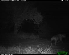 Image of Spotted Hyena