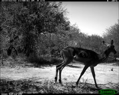 Image of Black-faced Impala