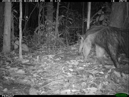 Image of Giant Anteater