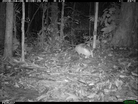 Image of Nine-banded or Greater Long-nosed Armadillo