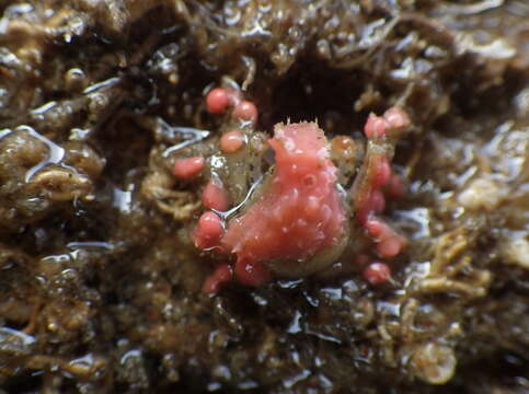 Image of dwarf teardrop crab