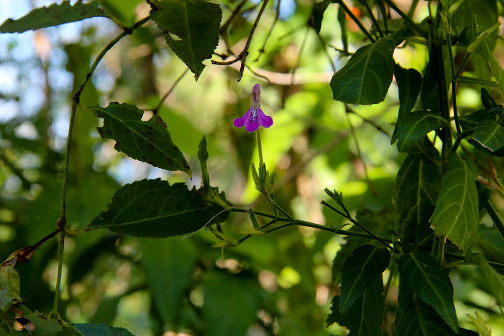 Image of Rhinacanthus gracilis Klotzsch