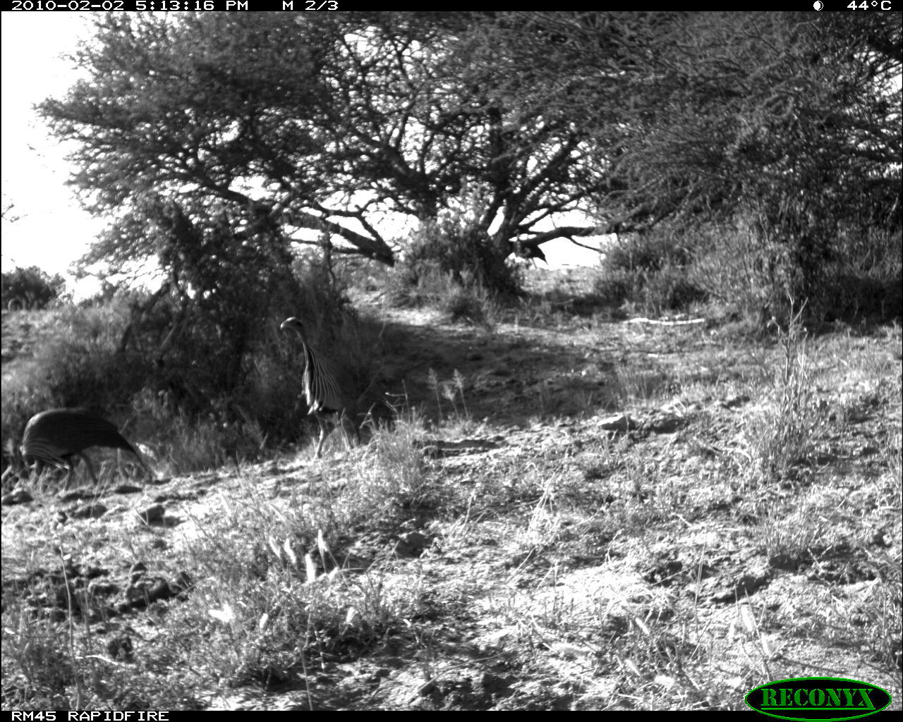 Image of Vulturine Guineafowl