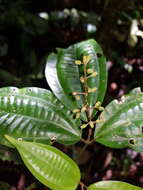 Слика од Miconia gracilis Triana