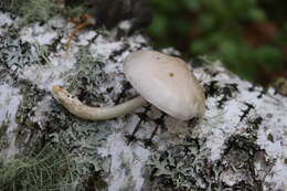 Image of Pluteus leucoborealis Justo, E. F. Malysheva, Bulyonk. & Minnis 2014