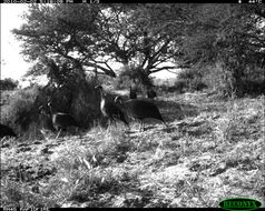 Image of Vulturine Guineafowl