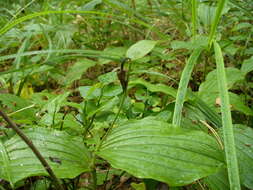 Image of Spotted lady's slipper