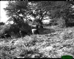 Image of Vulturine Guineafowl